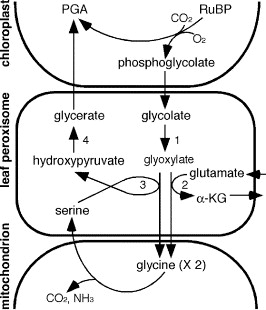 pathways in glycollate metabolism